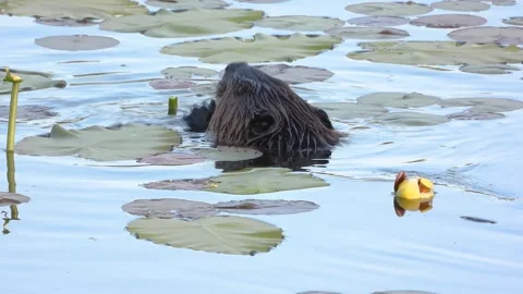 Beaver Peeks Up, Holding Food with Tiny Hands While Eating Stock Footage 325633173
