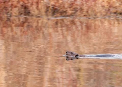 Beaver Stock Photos