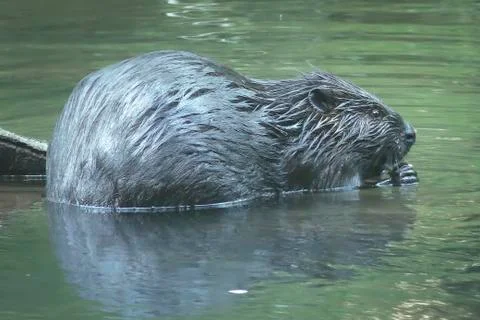 The Beaver 库存照片