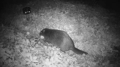 Beaver picking apples in garden without fear of special repelling devices Video stock 262343255