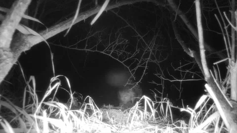 Beaver piling mud on river bank at night stands up Stock Footage 149711272