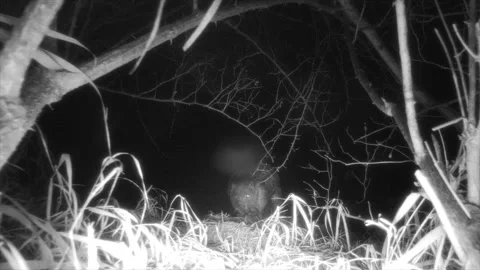 Beaver piling mud on river bank at night stands up walks away Stock Footage 149711279
