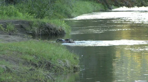 BEAVER PLAYING Video stock 34956438