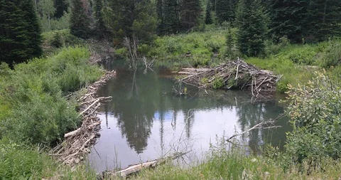 Beaver pond and dam river high Rocky Mountain forest 4K Stock Footage 112754573