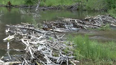 Beaver pond dam Stock Footage 12761274