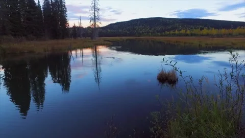 Beaver pond at dusk with beaver and water ripples, plate, Video stock 171246496