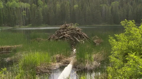 Beaver Pond Video stock 934405