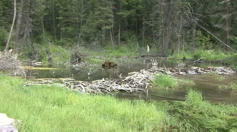 Beaver Pond Stock Footage 12761275