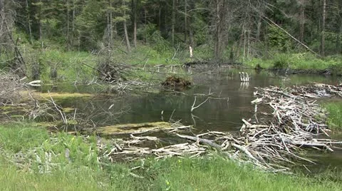 Beaver Pond Stock Footage 12766518