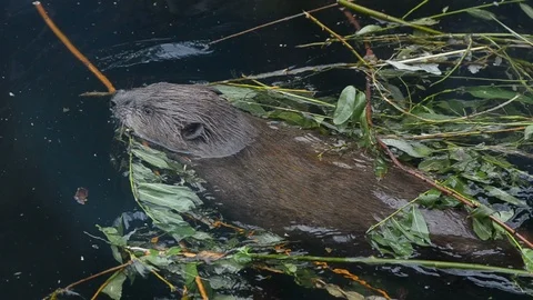 Beaver in pond Stock Footage 90212326