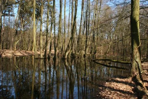 Beaver pond Stock Photos