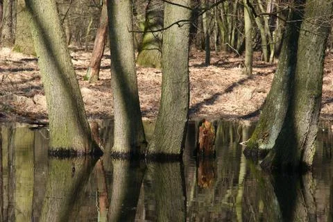 Beaver pond Stock Photos