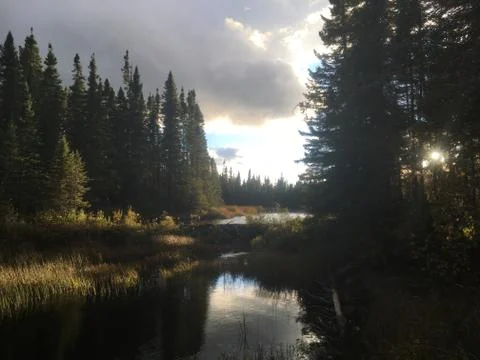 Beaver pond Stock Photos