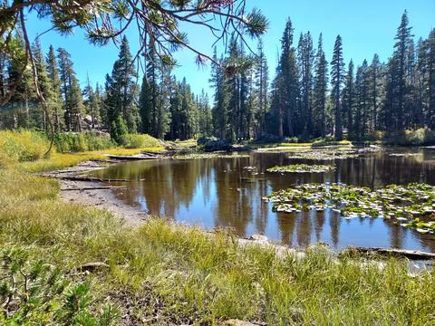 Beaver pond Stock Photos