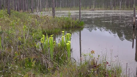 Beaver pond, with Yellow Pitcher Plants, SE USA Video stock 79832376