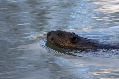 Beaver Profile Stock Photos
