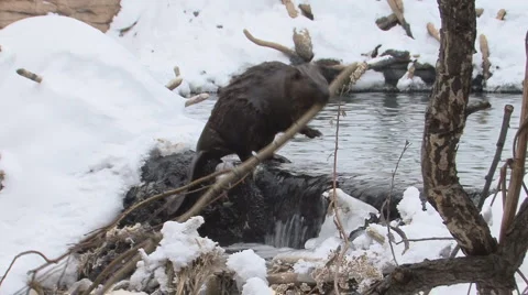 Beaver Pulling Carrying Branch or Stick by Dam in Winter Stock Footage 989650