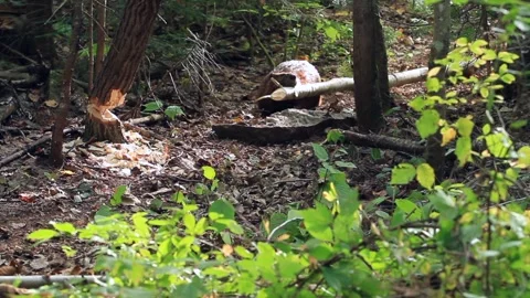 Beaver pulling part of a birch trunk in the forest. Castor canadensis. La Stock Footage 309252332