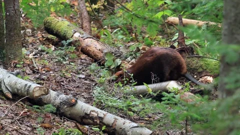 Beaver pulling part of a birch trunk in the forest. Castor canadensis. La Stock Footage 309252362