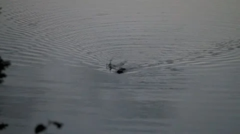 Beaver pulling stick through lake Stock Footage 10748828