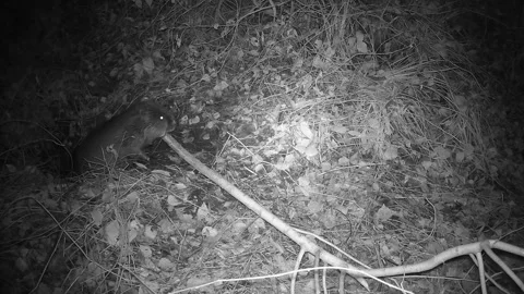 Beaver pulls  willow branch into cave at  night Stock Footage 290785748