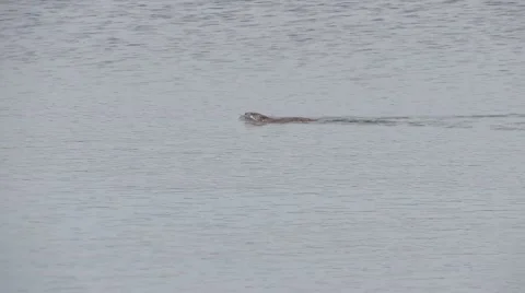 Beaver quickly swims the river Stock Footage 64735759