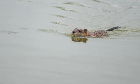 Beaver rat in water Stock Photos