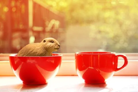 Beaver in red ceramic cup with soft morning sunlight background Stock Photos