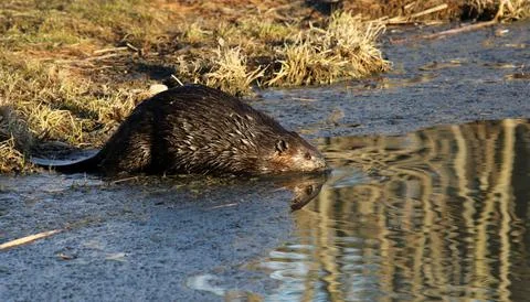 Beaver Reflection Stock Photos