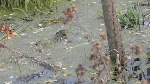 Beaver resting lying on the surface of the water Video stock 121023436