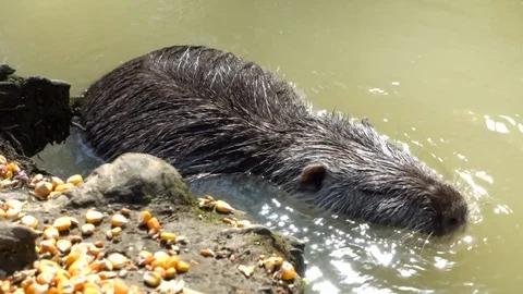 Beaver in a river or pond Stock Footage 111916954