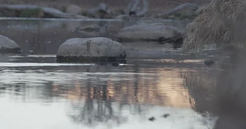 Beaver in River with Pan Into Golden Light, Cinematic Wildlife Shot, 7K Stockbeeldmateriaal 333262581