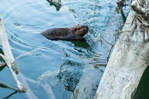 Beaver in river in Washington Stock Photos