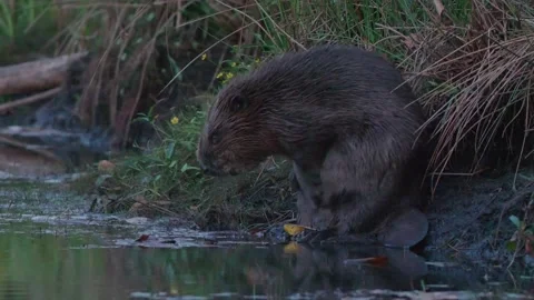 Beaver scratching Stock Footage 273679546