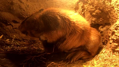 Beaver Scratching Itching Rubbing Inside Lodge Den House Stock Footage 171311937