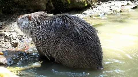 Beaver scratching in the water Video stock 108073860