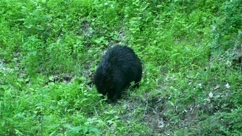 Beaver searches with paws through grass hillside, slow motion Stock Footage 238912830