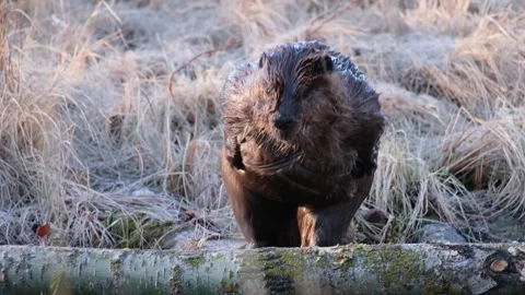 Beaver self-grooming. Stock Footage 315512094