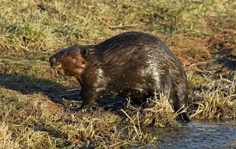 Beaver on Shore Stock Photos