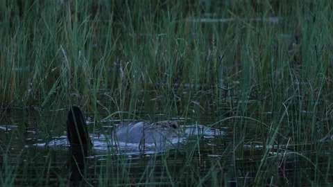 Beaver showing tail  at night, Loch of the Lowes, Perth Scotland Stock Footage 145878439
