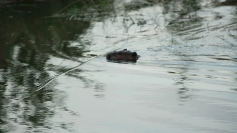 Beaver simming Video stock 144024259