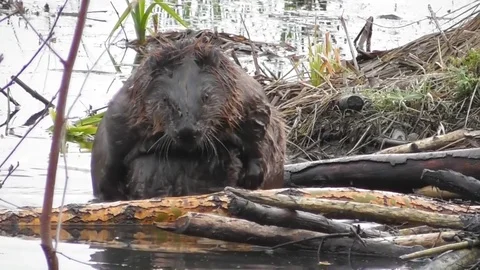 Beaver sits on the Bank of the river and cleans his coat close up Stock Footage