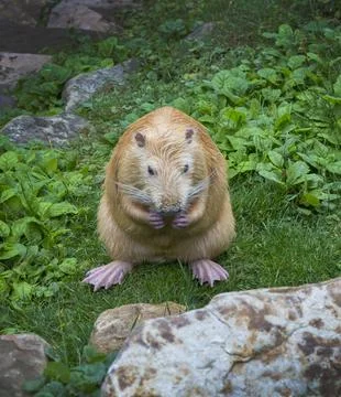 The beaver sits on the grass and eats Stock Photos