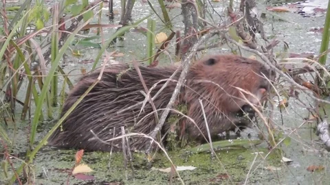 Beaver sits in the lake and eats leaves and branches Video stock 121023491