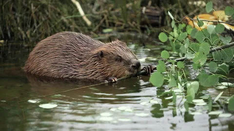 Beaver sits in pond and nibbles branches with leaves Stock Footage 230500041