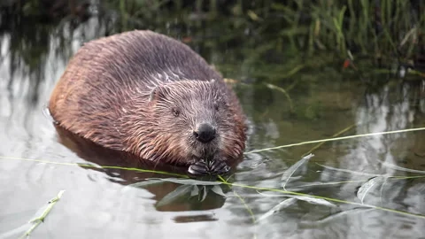 Beaver sits on the shore of pond and chews leaves and branches of trees Stock Footage 230177341