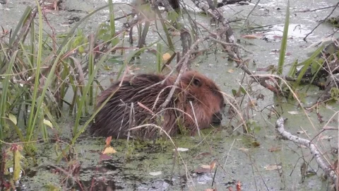 Beaver sits in the water and eats branches Video stock 121023460