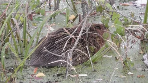 Beaver sits in water and eats leaves and line Video stock 121023532