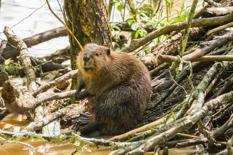 Beaver sitting at the den Stock Photos