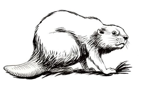Beaver sketch Stock Illustration